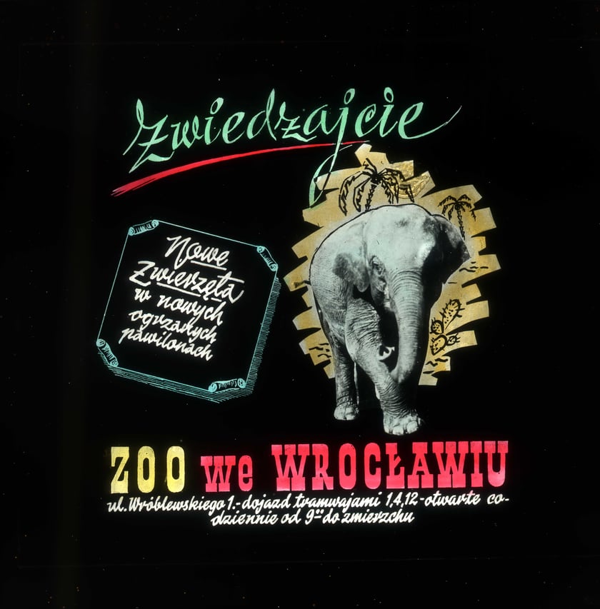 Slajdy reklamowe wrocławskiego zoo, lata 1957-1960