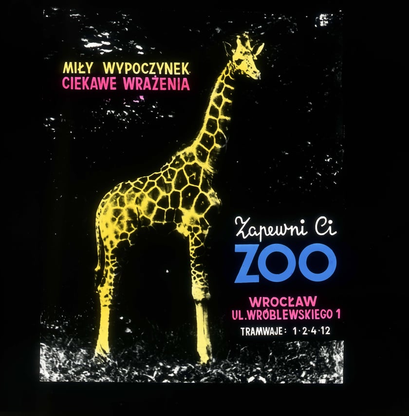 Slajdy reklamowe wrocławskiego zoo, lata 1957-1960