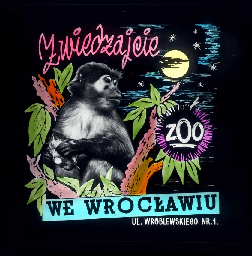 Slajdy reklamowe wrocławskiego zoo, lata 1957-1960