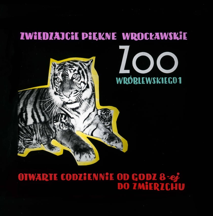Slajdy reklamowe wrocławskiego zoo, lata 1957-1960