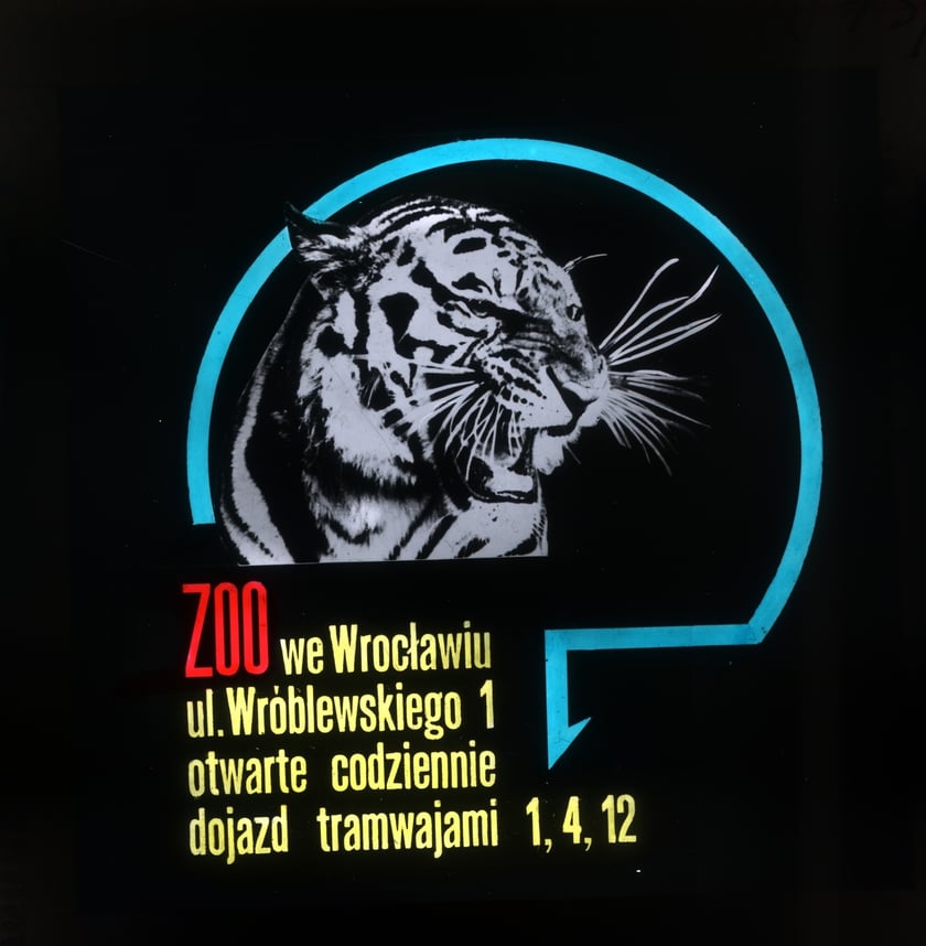 Slajdy reklamowe wrocławskiego zoo, lata 1957-1960