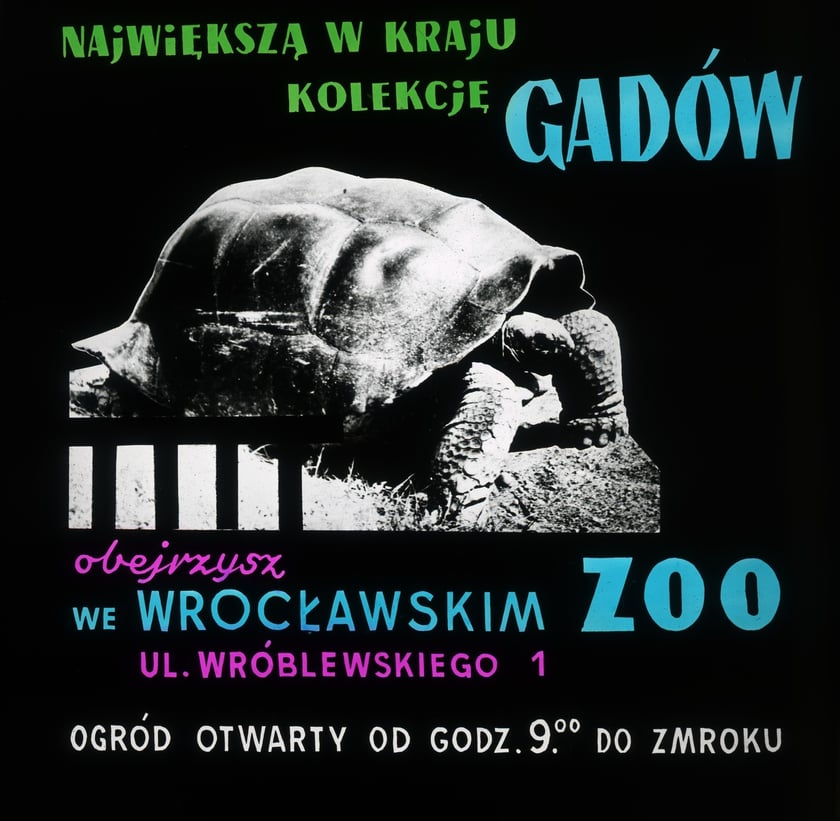 Slajdy reklamowe wrocławskiego zoo, lata 1957-1960