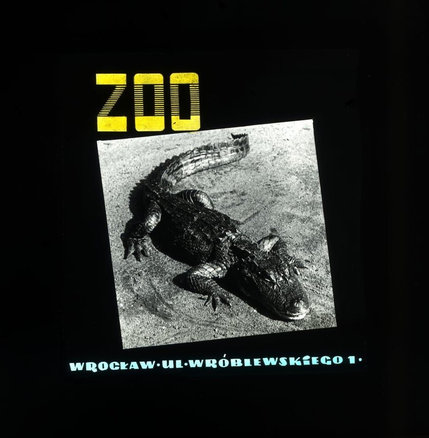 Slajdy reklamowe wrocławskiego zoo, lata 1957-1960