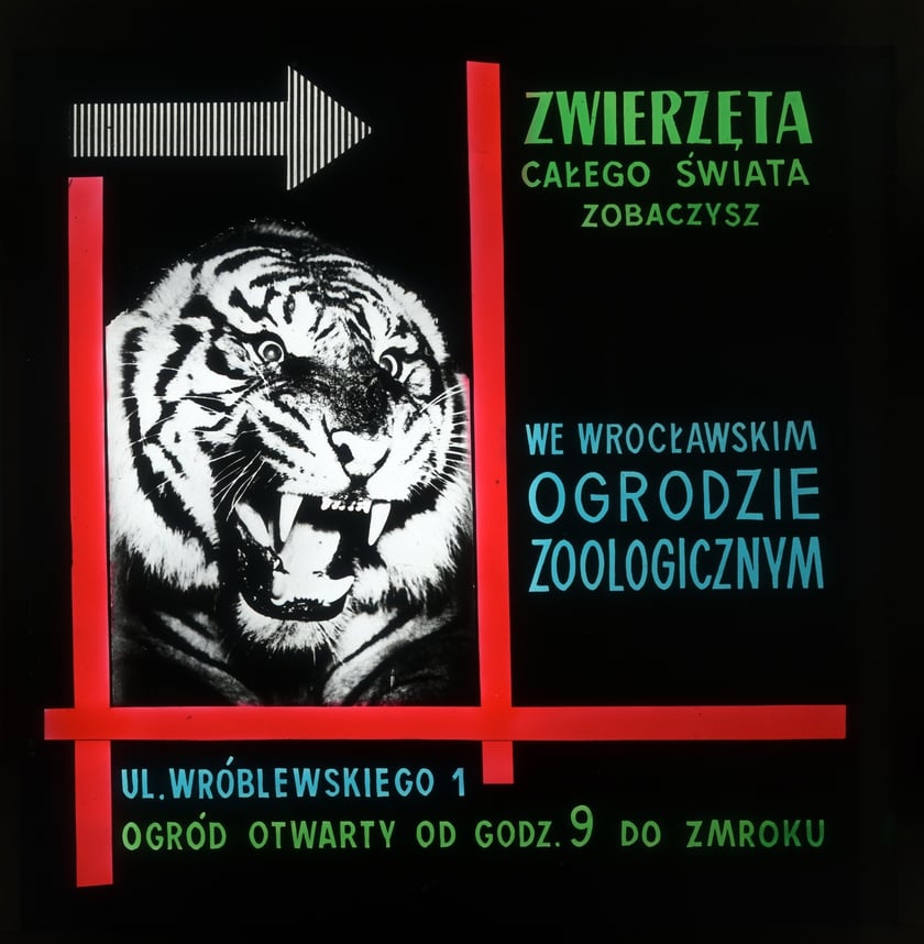 Slajdy reklamowe wrocławskiego zoo, lata 1957-1960