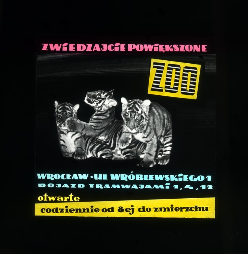 Slajdy reklamowe wrocławskiego zoo, lata 1957-1960