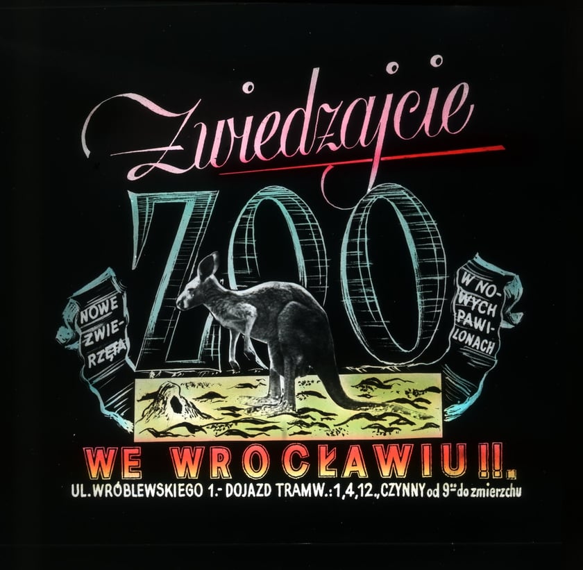 Slajdy reklamowe wrocławskiego zoo, lata 1957-1960