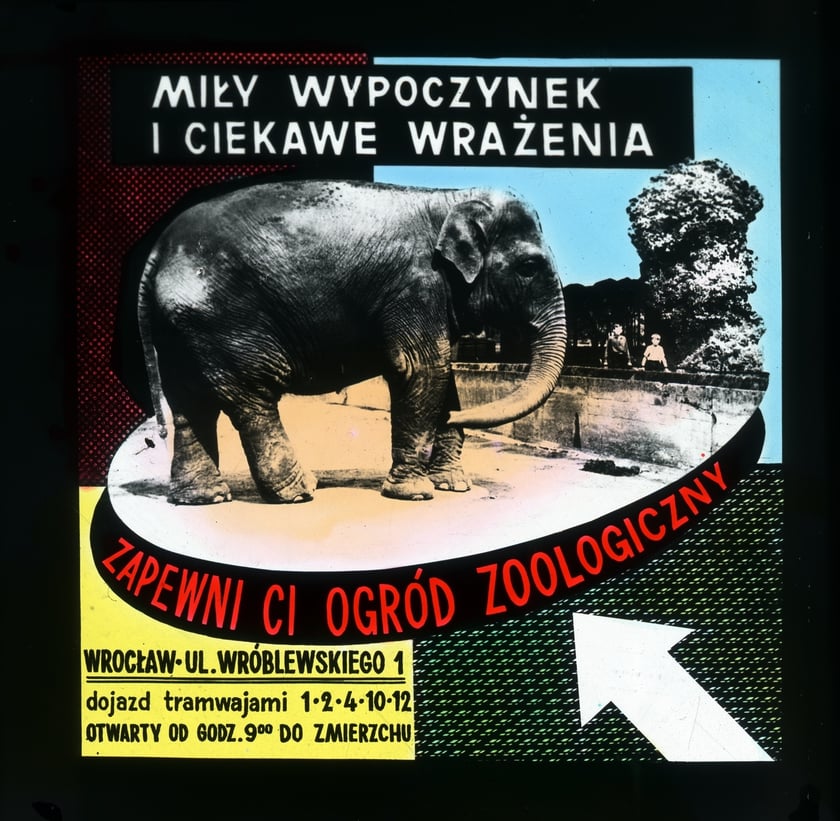 Slajdy reklamowe wrocławskiego zoo, lata 1957-1960