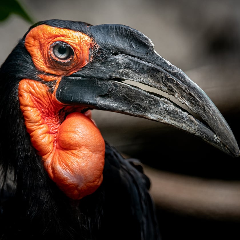 Dzioborożec kafryjski z wrocławskiego zoo