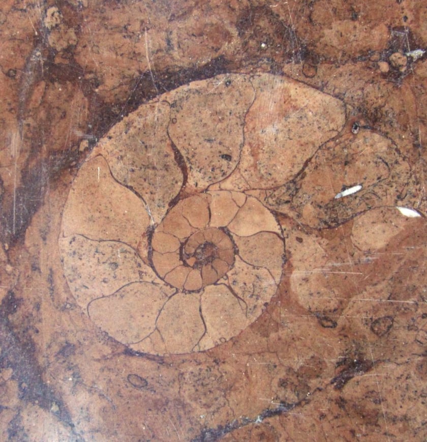 <p>Amonit</p>