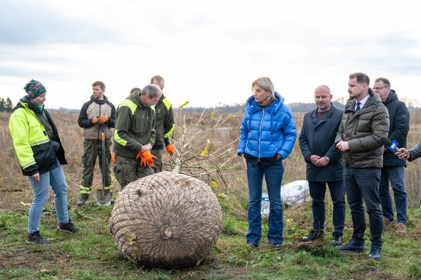 Sadzenie platanów przy Kosmonautów (27 listopada 2024 roku)