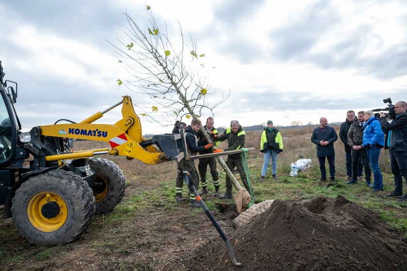 Sadzenie platanów przy Kosmonautów (27 listopada 2024 roku)