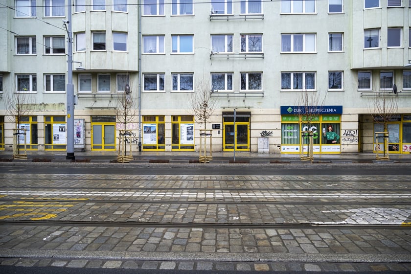 Nowe drzewa (klony polne, sztuk 43) przy Pomorskiej (grudzień 2024)