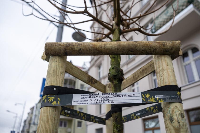 Nowe drzewa (klony polne, sztuk 43) przy Pomorskiej (grudzień 2024)