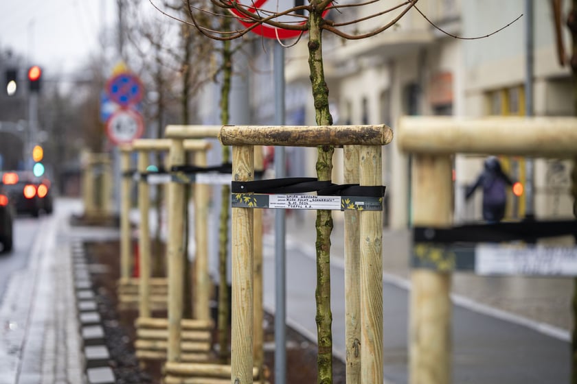 Nowe drzewa (klony polne, sztuk 43) przy Pomorskiej (grudzień 2024)