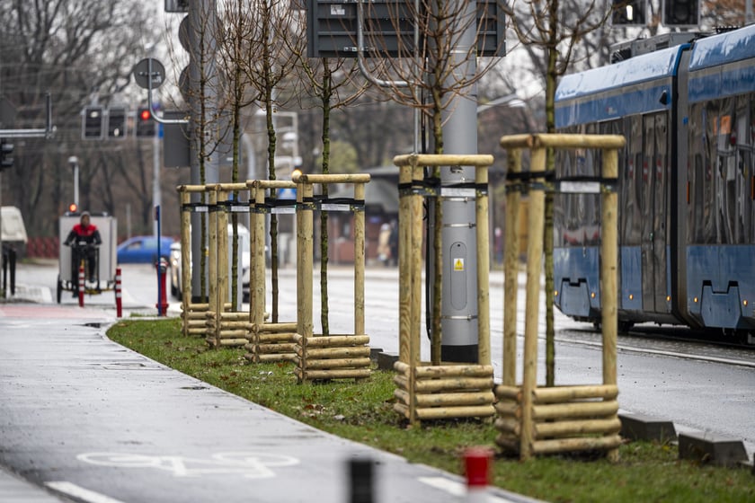 Nowe drzewa (klony polne, sztuk 43) przy Pomorskiej (grudzień 2024)