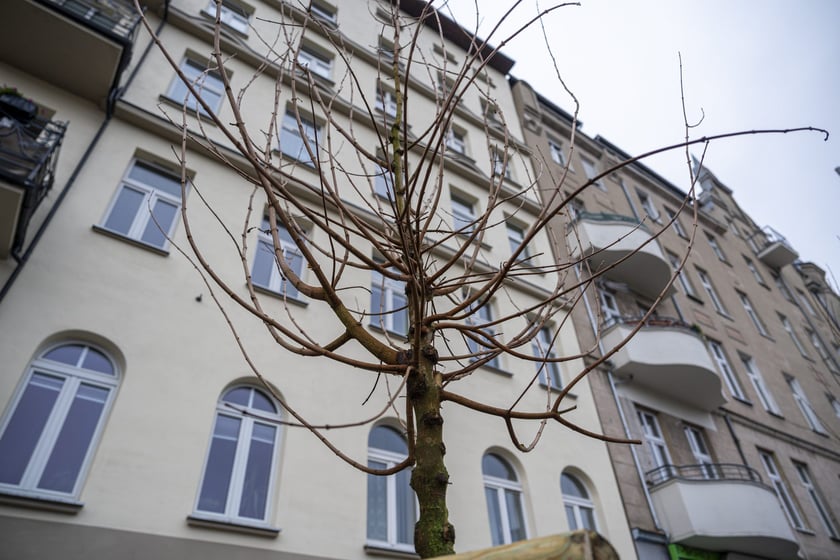 Nowe drzewa (klony polne, sztuk 43) przy Pomorskiej (grudzień 2024)