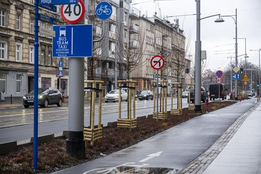 Nowe drzewa (klony polne, sztuk 43) przy Pomorskiej (grudzień 2024)