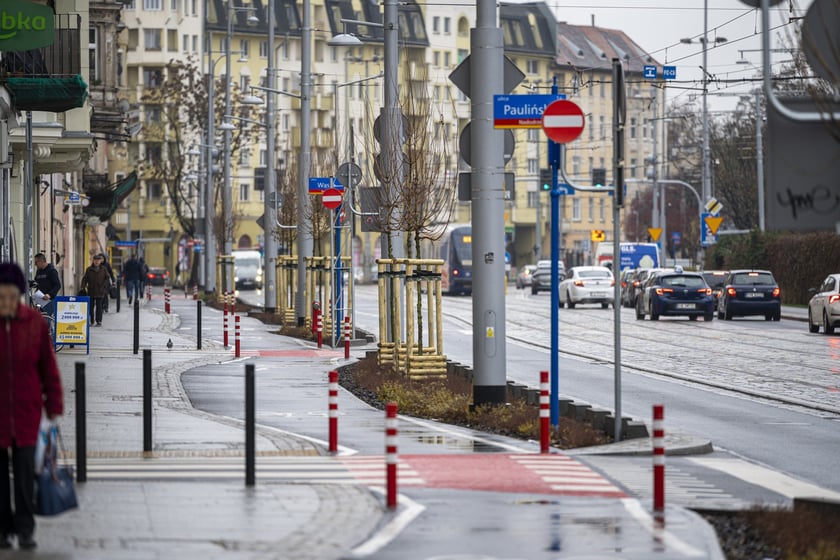 Nowe drzewa (klony polne, sztuk 43) przy Pomorskiej (grudzień 2024)
