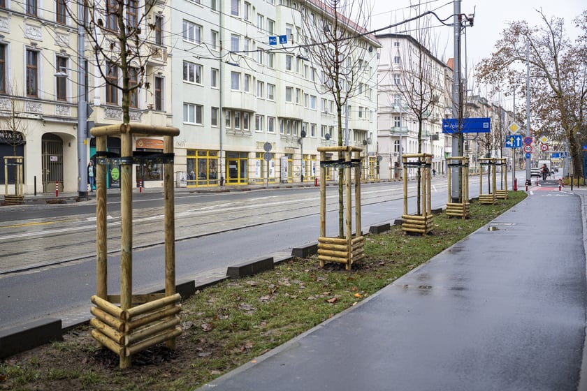 Nowe drzewa (klony polne, sztuk 43) przy Pomorskiej (grudzień 2024)