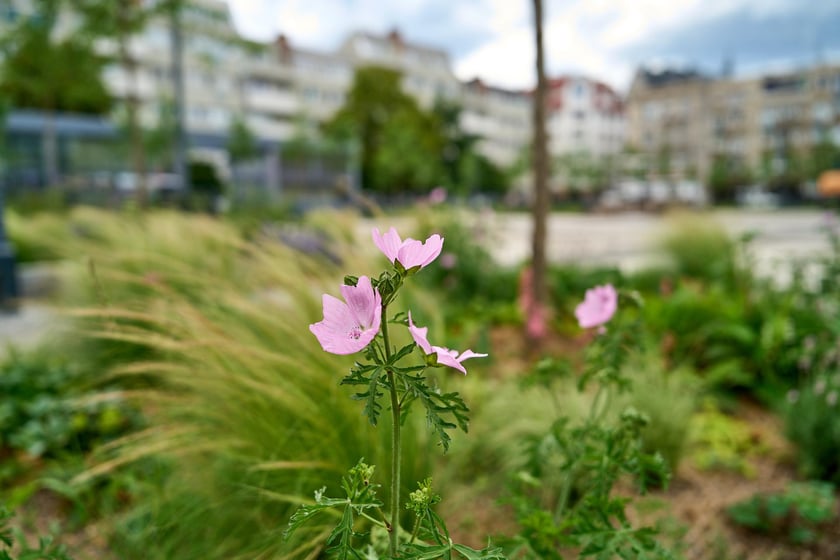 Plac Nowy Targ we Wrocławiu