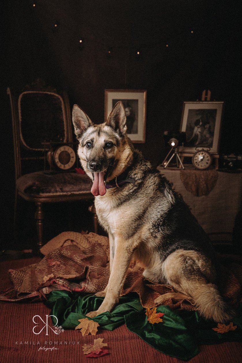 Thor ma 9 lat. To bardzo grzeczny i dobrze wychowany pies. Nie ciągnie, nie szarpie człowieka na spacerach - chodzi spokojnie i uważnie. Uwielbia węszenie i nie jest fanem biegania.Thor idealny będzie dla osoby, kt&oacute;ra, podobnie jak on, lubi długie, ale niezbyt męczące spacery.Poszukujemy troskliwego i kochającego opiekuna!