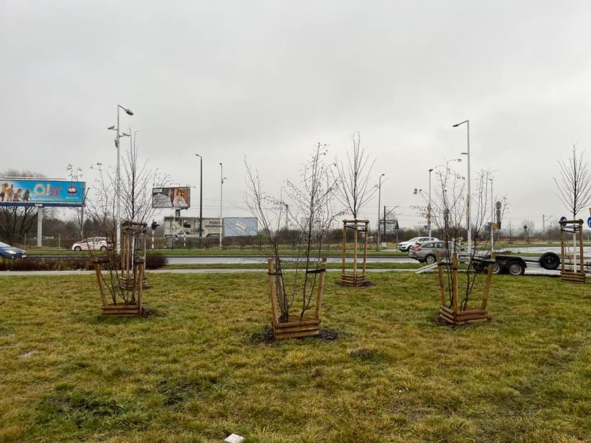 Ul. Graniczna
Nowe drzewa na ul. Granicznej -&nbsp;jabłonie, klony polne, a także perełkowiec japoński i chmielograb europejski.