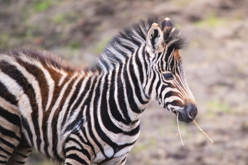 Bakcyl - młody ogierek zebry Chapmana, który pod koniec listopada urodził się we wrocławskim zoo