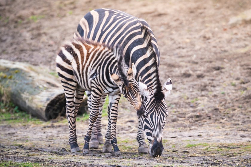 Bakcyl - młody ogierek zebry Chapmana, który pod koniec listopada urodził się we wrocławskim zoo