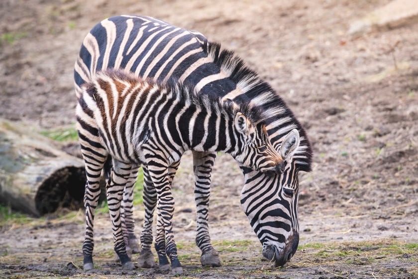 Bakcyl - młody ogierek zebry Chapmana, który pod koniec listopada urodził się we wrocławskim zoo