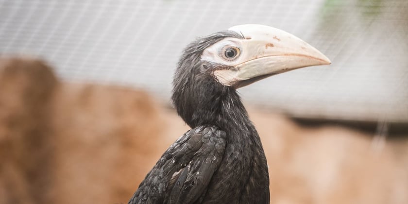 Dwa dzioborożce palawańskie, kt&oacute;re wykluły się latem, to potomstwo Avilona i Sofii. Ptaki tego gatunku mogą przetrwać już tylko w ogrodach zoologicznych.