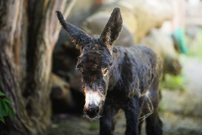 Lambert, synek Zidana i Kariny, urodził się 15 maja. Karina, jego mama, zajęła się nim wzorowo.&nbsp;
