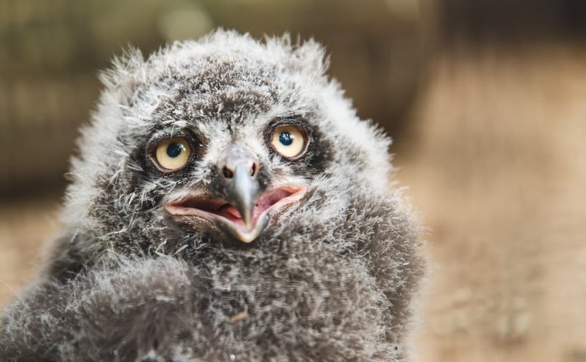 Szalonooki i Minerwa, czyli sowy śnieżne z naszego zoo &ndash; takie same jak Hedwiga Harrego Pottera &ndash; doczekały się swoich pierwszych piskląt i to od razu aż siedmiorga! Latem, tuż po wykluciu się z jajek maluchy&nbsp; wglądały jak puszyste, bure kuleczki z olbrzymimi ż&oacute;łtymi oczami. We wrocławskim zoo ostatni lęg tego gatunku miał miejsce 18 lat temu!