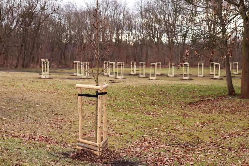 W Ogrodach Szczytnickich posadzono kilkadziesiąt lip drobnolistnych