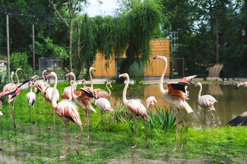 Flamingi na wybiegu nowego pawilonu