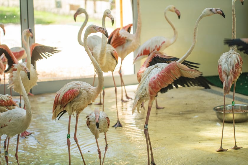 Flamingi w nowym pawilonie