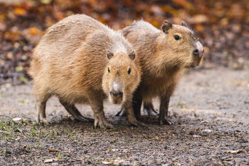 Kapibary, kt&oacute;re w ubiegłym roku zamieszkały we wrocławskim zoo