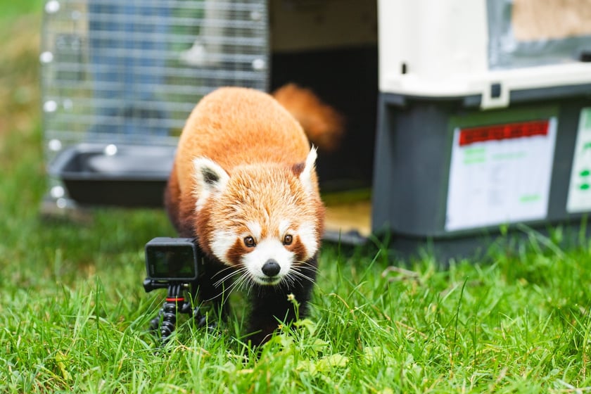Panda ruda