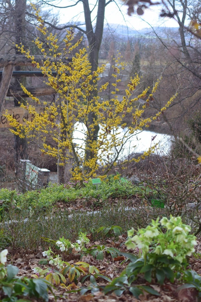 Oto rośliny w Arboretum Wojsławice, kt&oacute;re kwitną zimą - na zdjęciu ciemierniki i oczar