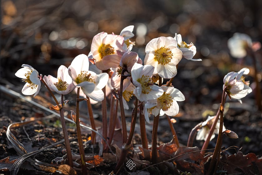 Oto rośliny w Arboretum Wojsławice, kt&oacute;re kwitną zimą - na zdjęciu ciemiernik