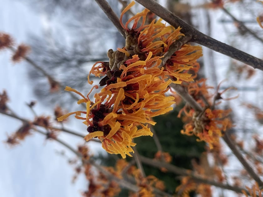 Oto rośliny w Arboretum Wojsławice, kt&oacute;re kwitną zimą - na zdjęciu oczar