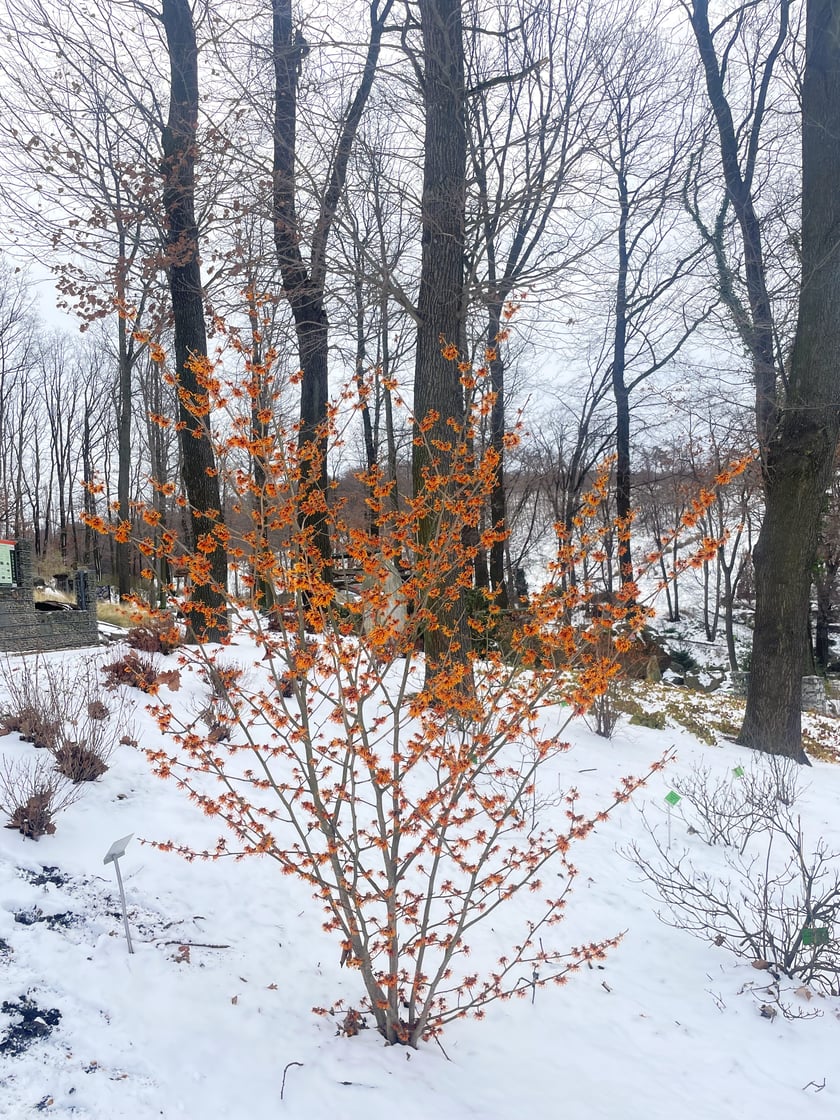 Oto rośliny w Arboretum Wojsławice, kt&oacute;re kwitną zimą - na zdjęciu oczar