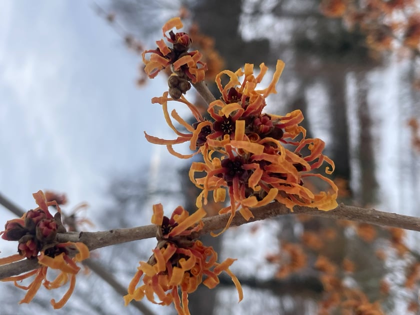 Oto rośliny w Arboretum Wojsławice, kt&oacute;re kwitną zimą - na zdjęciu oczar