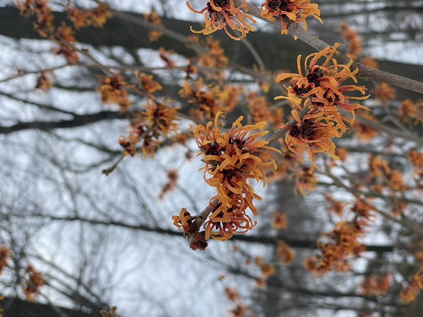 Oto rośliny w Arboretum Wojsławice, kt&oacute;re kwitną zimą - na zdjęciu oczar