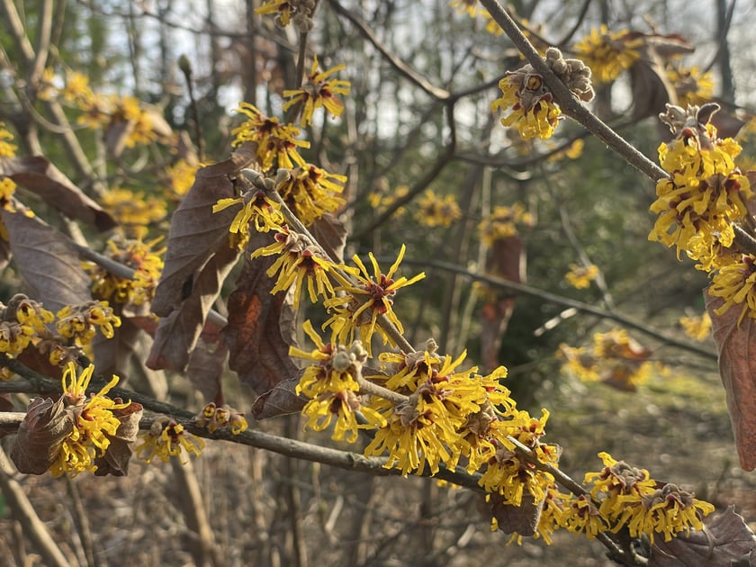 Oto rośliny w Arboretum Wojsławice, kt&oacute;re kwitną zimą - na zdjęciu oczar