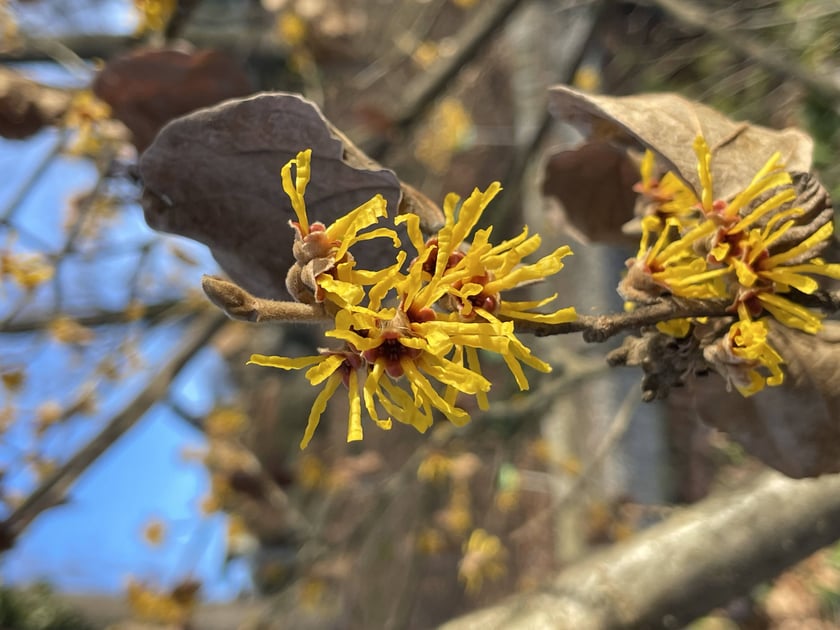 Oto rośliny w Arboretum Wojsławice, kt&oacute;re kwitną zimą - na zdjęciu oczar