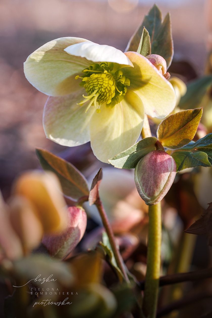 Oto rośliny w Arboretum Wojsławice, kt&oacute;re kwitną zimą - na zdjęciu ciemiernik