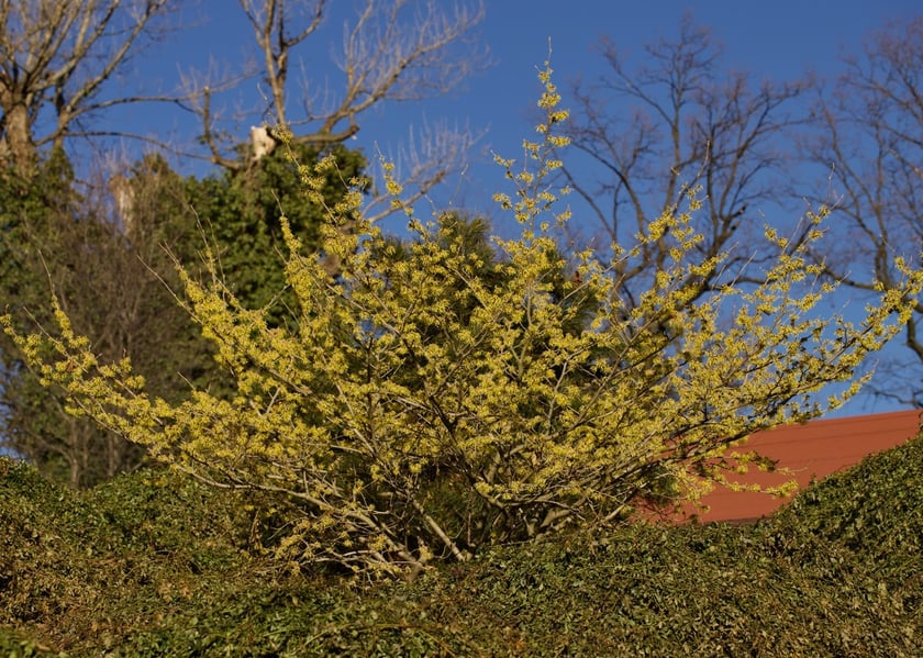 Oto rośliny w Arboretum Wojsławice, kt&oacute;re kwitną zimą - na zdjęciu oczar
