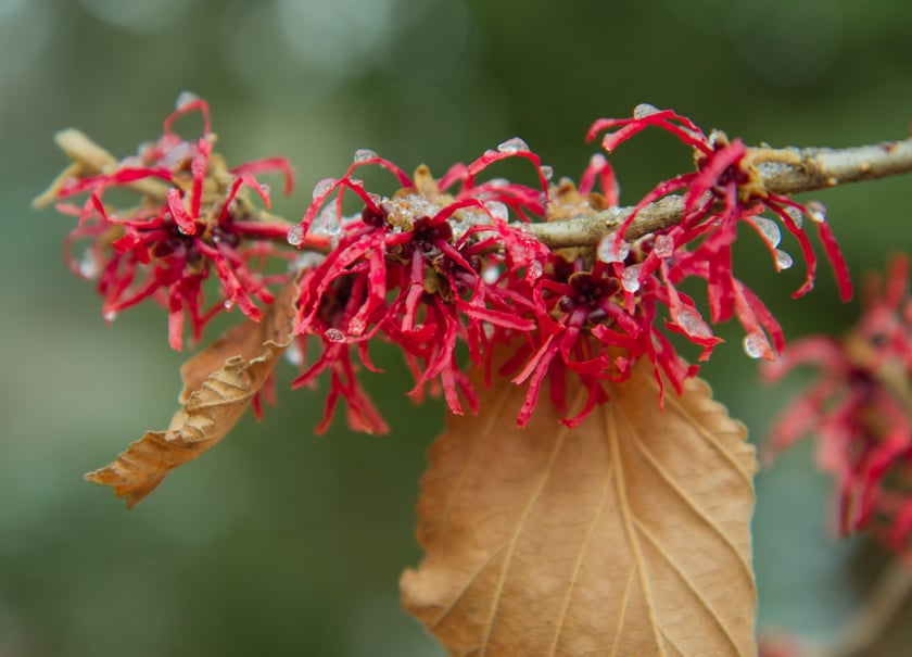 Oto rośliny w Arboretum Wojsławice, kt&oacute;re kwitną zimą - na zdjęciu oczar