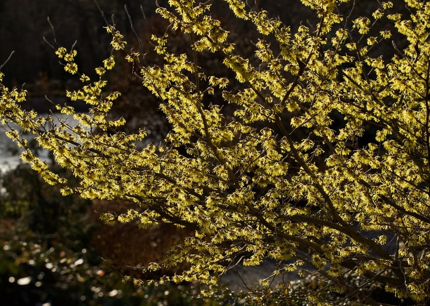Oto rośliny w Arboretum Wojsławice, kt&oacute;re kwitną zimą - na zdjęciu oczar