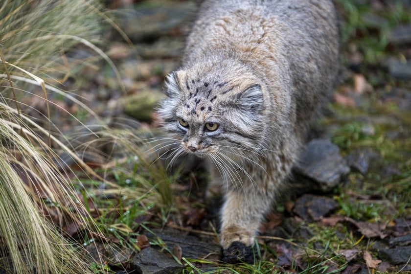 Manul z wrocławskiego zoo podczas pokazowego karmienia